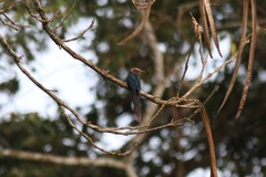Rhinopomastus castaneiceps
