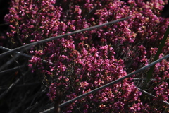 Erica gnaphaloides