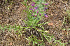 Echium vulgare