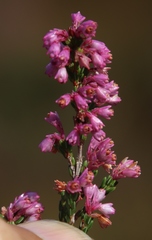 Erica gnaphaloides