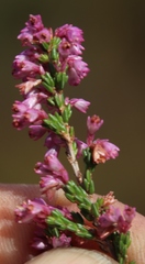 Erica gnaphaloides
