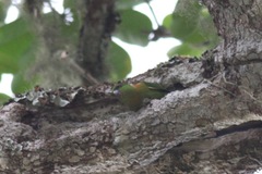 Agapornis swindernianus