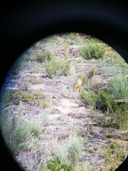 Macronyx capensis capensis