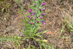 Echium vulgare