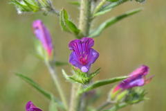 Echium vulgare
