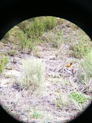 Macronyx capensis capensis