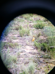 Macronyx capensis capensis