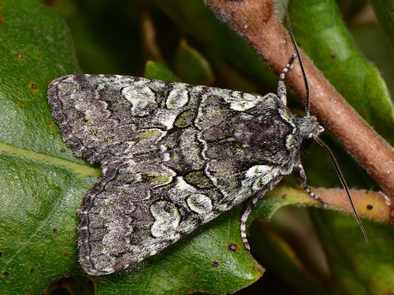 Dichonia aeruginea
