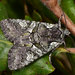 Dichonia aeruginea - Photo (c) Paolo Mazzei, some rights reserved (CC BY-NC), uploaded by Paolo Mazzei