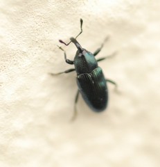 Baridina