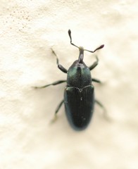 Baridina