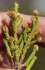 Erica ericoides