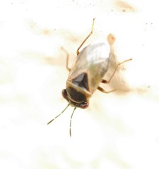 Geocoris megacephalus