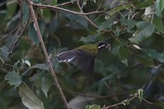 Apalis jacksoni
