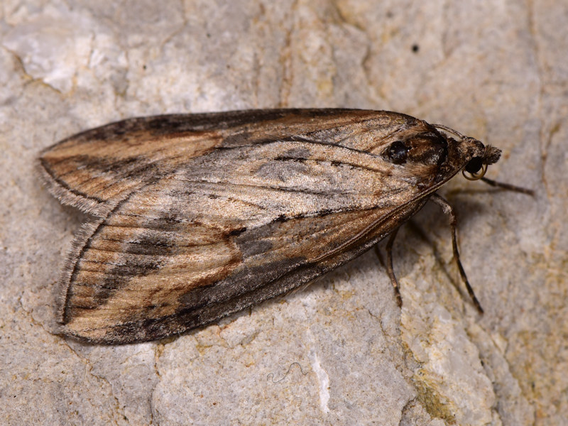 Chesias capriata