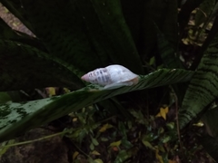 Drymaeus serperastrum