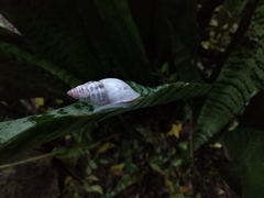 Drymaeus serperastrum