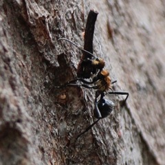 Polyrhachis semiaurata