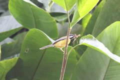 Apalis jacksoni