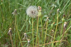 Urospermum dalechampii