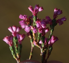 Erica gnaphaloides