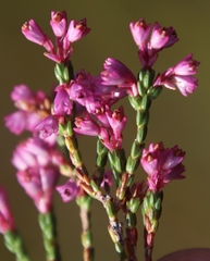 Erica gnaphaloides