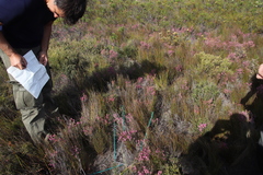 Erica gnaphaloides