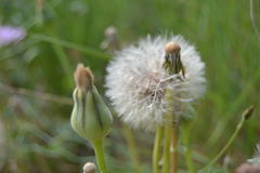 Urospermum dalechampii