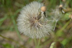 Urospermum dalechampii