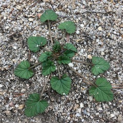 Pelargonium australe