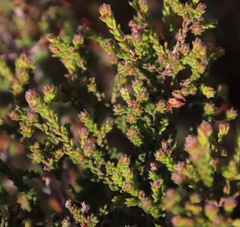 Erica ericoides