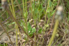 Urospermum dalechampii