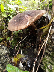 Pluteus umbrosus