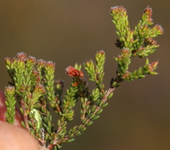 Erica ericoides