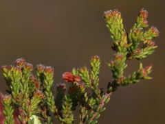 Erica ericoides