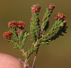 Erica ericoides