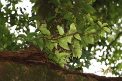 Hydrangea integrifolia