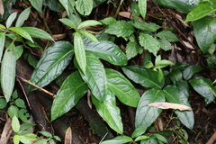 Arisaema grapsospadix