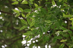 Ilex arisanensis