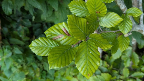 Beech Midget, Noordwijkerhout, Nederland, photo 8 of 10