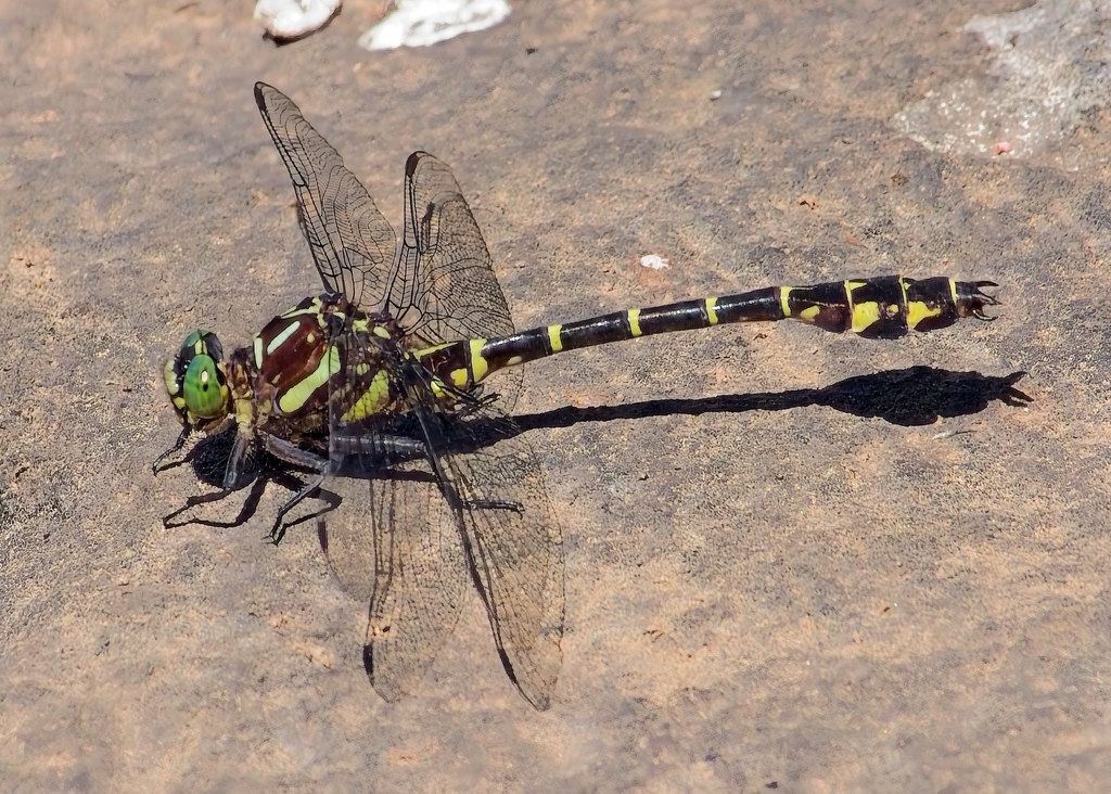 Hanging Clubtails