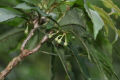 Ardisia cornudentata stenosepala