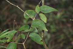 Schoepfia jasminodora