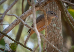 Colluricincla rufogaster rufogaster