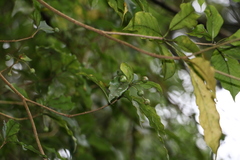 Pittosporum illicioides