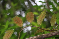Actinidia callosa