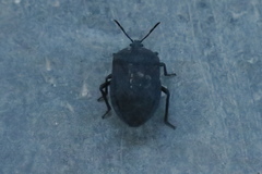 Coridius viduatus