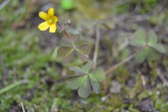 Oxalis corniculata