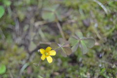 Oxalis corniculata