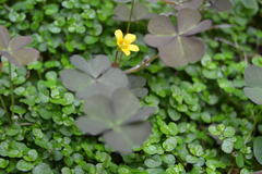 Oxalis corniculata